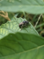 Colletes latitarsis