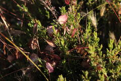 Heliophila suborbicularis