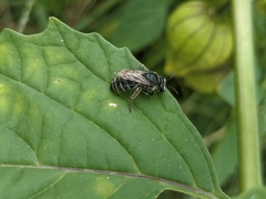Colletes latitarsis