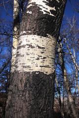 Populus × canescens