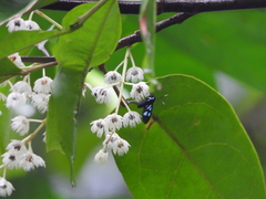 Trichaetoides chloroleuca