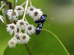 Trichaetoides chloroleuca