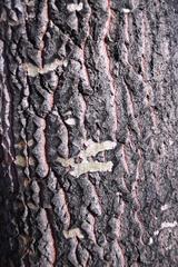 Populus × canescens