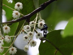 Trichaetoides chloroleuca