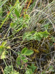 Pimpinella tragium