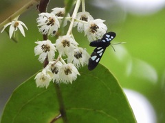 Trichaetoides chloroleuca