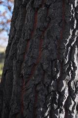 Populus × canescens