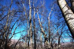 Populus × canescens