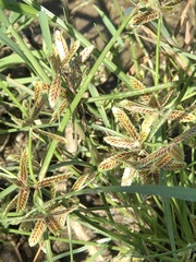 Cyperus flavescens