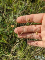 Linum tenuifolium