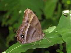 Taygetis asterie