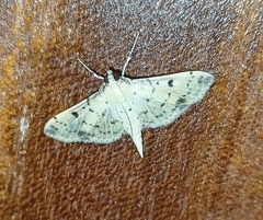 Herpetogramma cynaralis