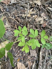 Taenidia integerrima
