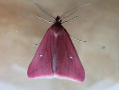 Rhodometra participata