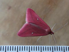 Rhodometra participata