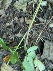 Taenidia integerrima