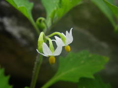 Solanum retroflexum