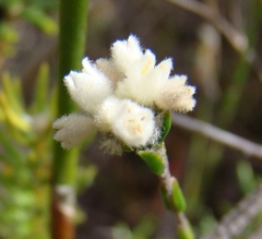 Lachnaea greytonensis