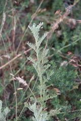 Artemisia santonicum