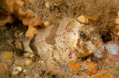 Centropogon australis