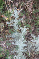Artemisia santonicum