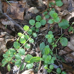 Lysimachia nummularia