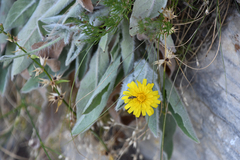 Hieracium tomentosum