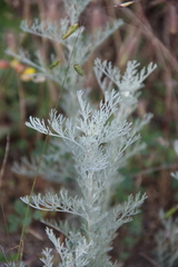 Artemisia santonicum