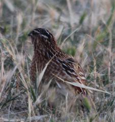 Coturnix coturnix