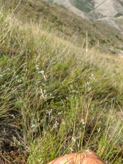 Asperula tenella