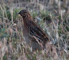 Coturnix coturnix