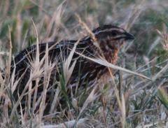 Coturnix coturnix