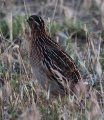 Coturnix coturnix