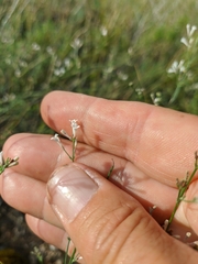 Asperula tenella