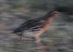 Coturnix coturnix