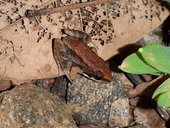 Minervarya sahyadris