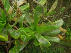 Plantago carnosa