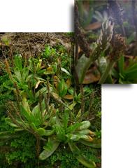 Plantago carnosa