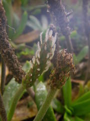 Plantago carnosa