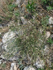 Asperula tenella