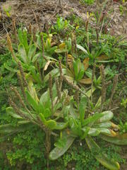 Plantago carnosa