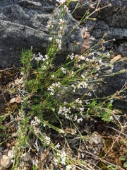 Asperula supina caespitans