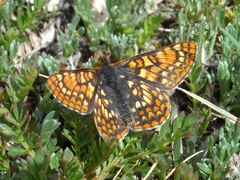 Euphydryas anicia brucei