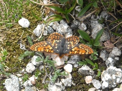 Euphydryas anicia brucei