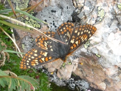 Euphydryas anicia brucei