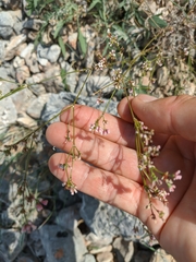 Asperula tenella