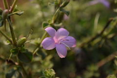 Barleria mysorensis