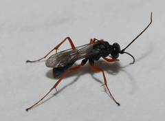Auplopus mellipes