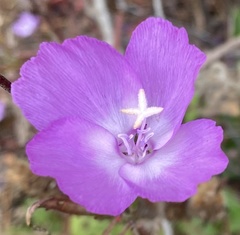 Clarkia lewisii