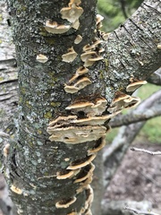 Trametes versicolor